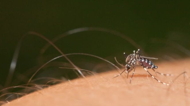 Um ano após epidemia global, Nordeste ‘pode ter outro surto grande de Zika’