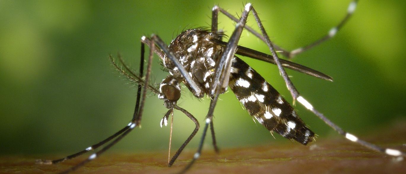 Hortolândia (SP) registra 1ª morte por chikungunya com infecção na BA