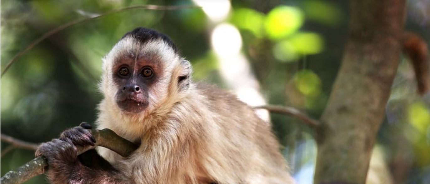 Salvador tem 4 mortes de macacos por febre amarela