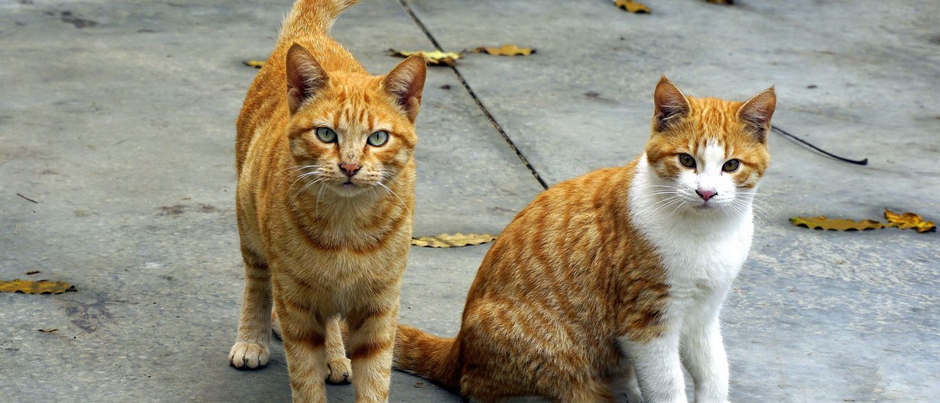 Câmara aprova plano nacional de esterilização de cães e gatos