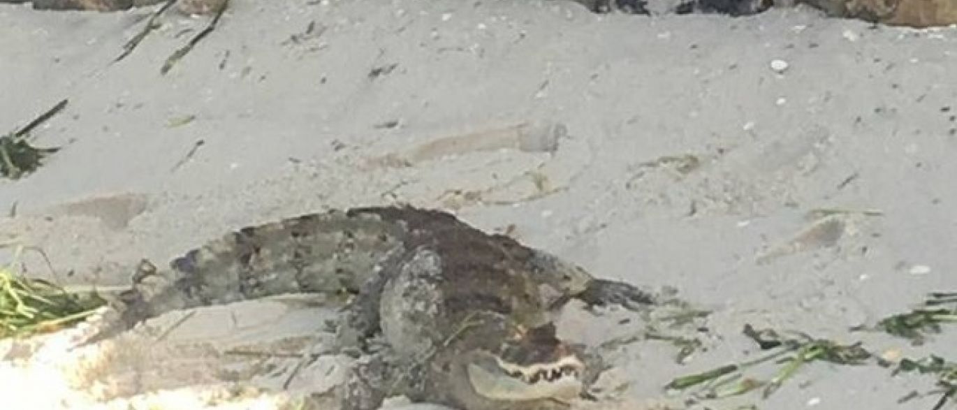 Jacaré aparece em praia do Rio de Janeiro e atrai curiosos