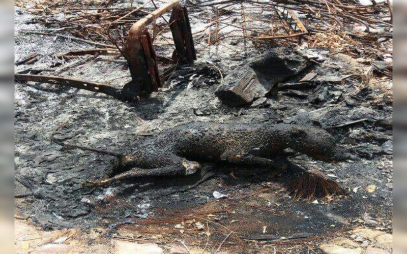 Juazeiro do Norte – Animal foi queimado vivo.