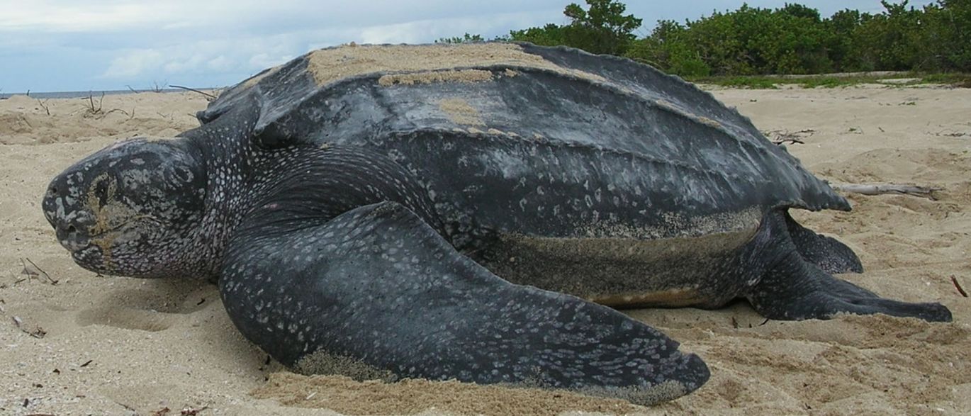 5ª tartaturga gigante é encontrada morta em praia do Rio