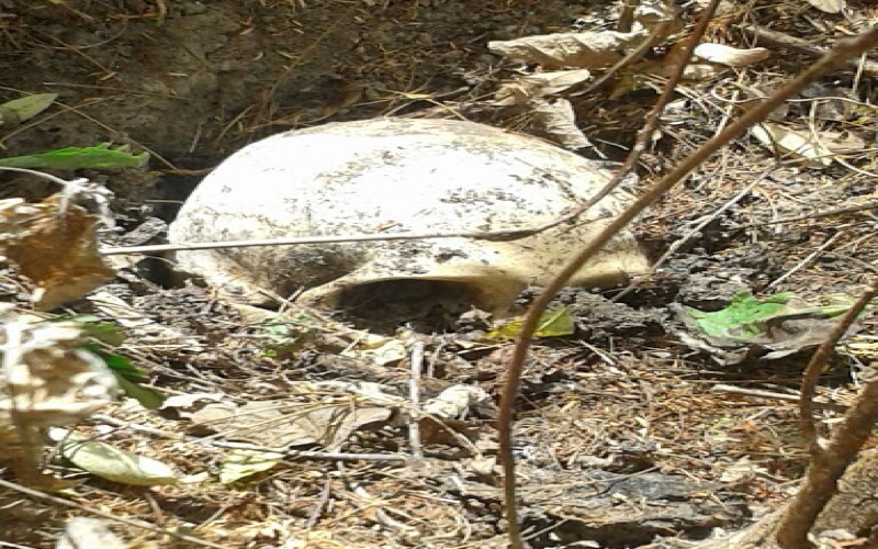 Ossada humana é encontrada em zona rural de Crato