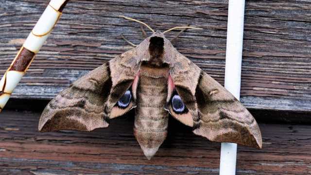 Centenas de casos de alergia por mariposa assustam moradores no PR