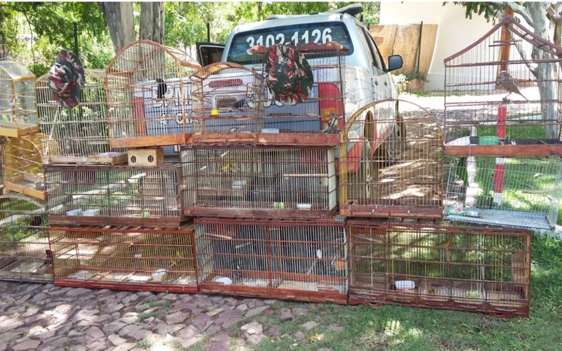 Polícia ambiental liberta cinquenta pássaros no Distrito de Arajara em Barbalha-CE