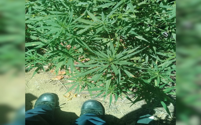 Policia apreende plantação de maconha as margens de rio em Nova Olinda-CE