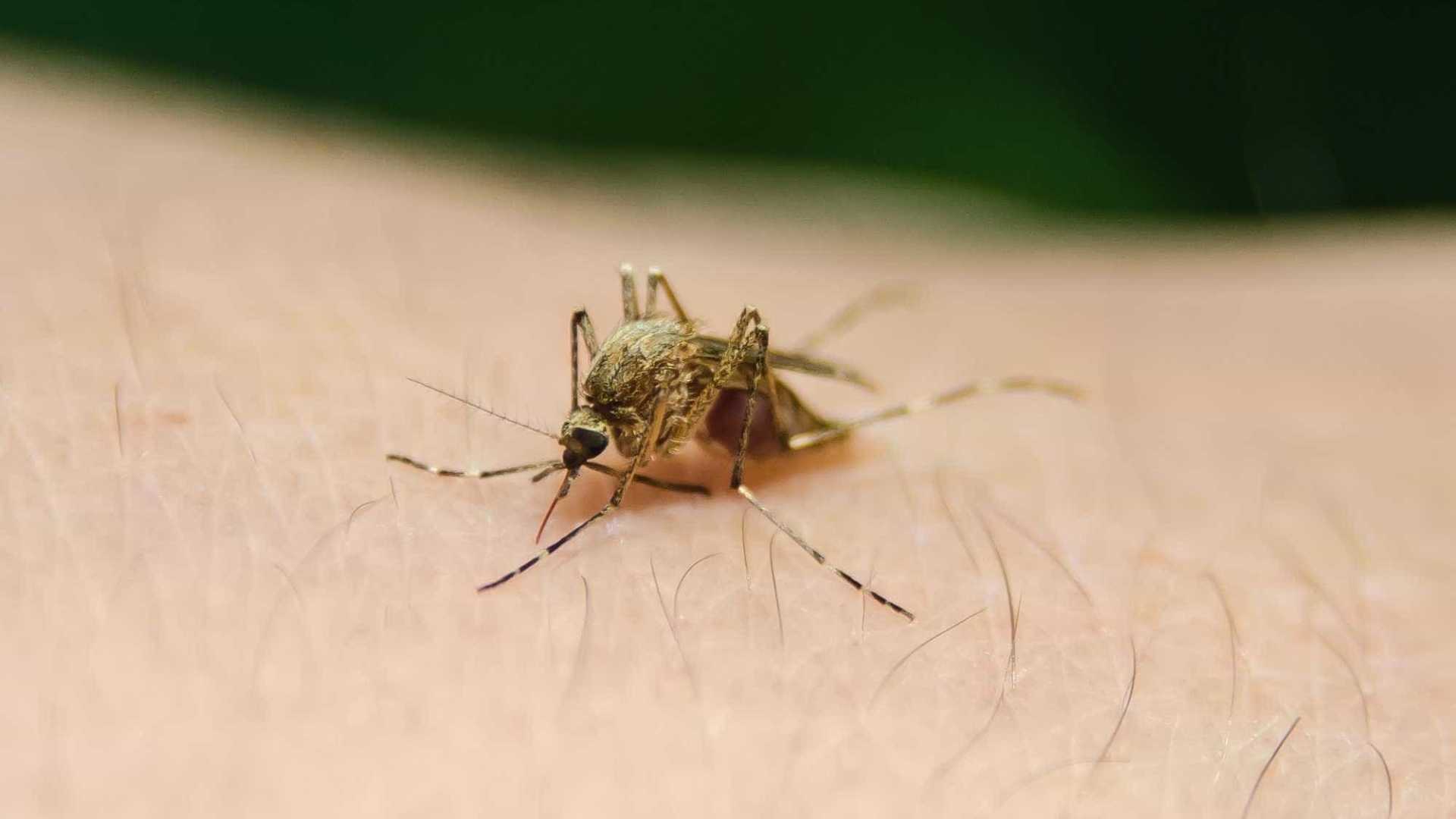 No Rio, 17 pessoas já morreram de febre amarela em 2018