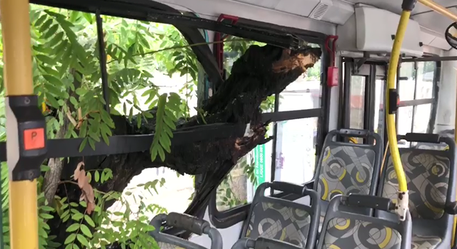 Árvore cai em cima de ônibus com passageiros na Zona Norte do Recife