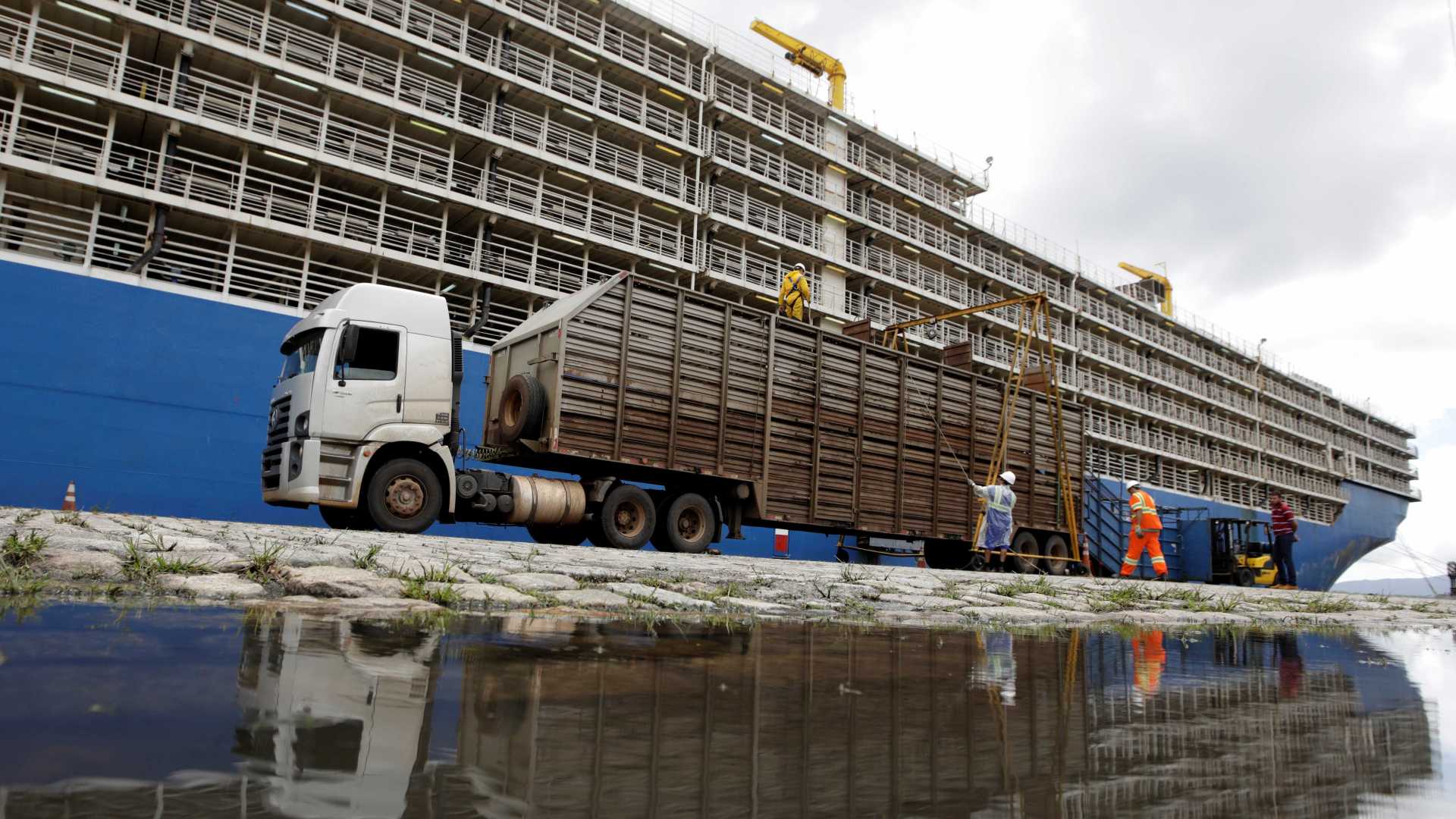 Lei contra embarque de animais vivos no porto de Santos é aprovada