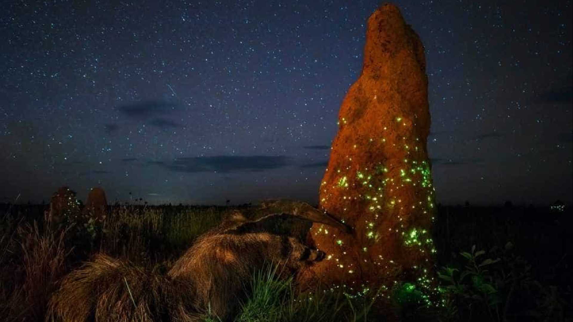 Brasileiro perde prêmio internacional por suspeita de falsificar foto