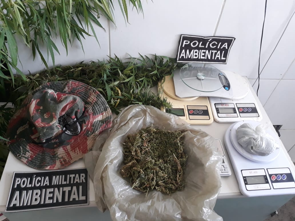 63 pés de maconha e mais drogas foram apreendidas pela Polícia em Juazeiro do Norte e Crato-CE