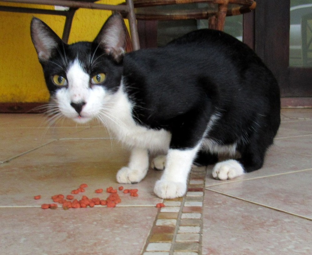 Back, gato ladrão de Fernando Noronha, é assassinado