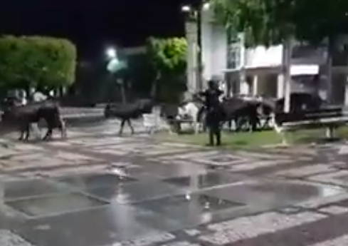 Demutran e Guarda Municipal de Iguatu caçam vacas que invadiram Praça da Matriz