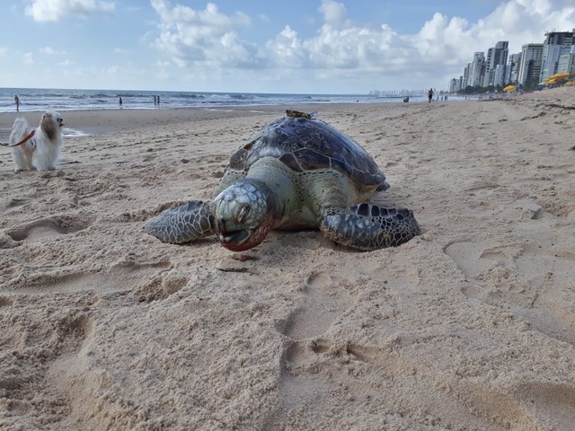 Tartaruga é encontrada morta na Praia de Boa Viagem, no Recife