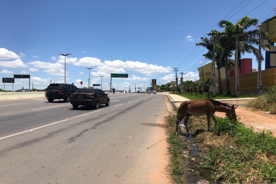 Animais soltos em rodovias do Cariri representam perigo para motoristas