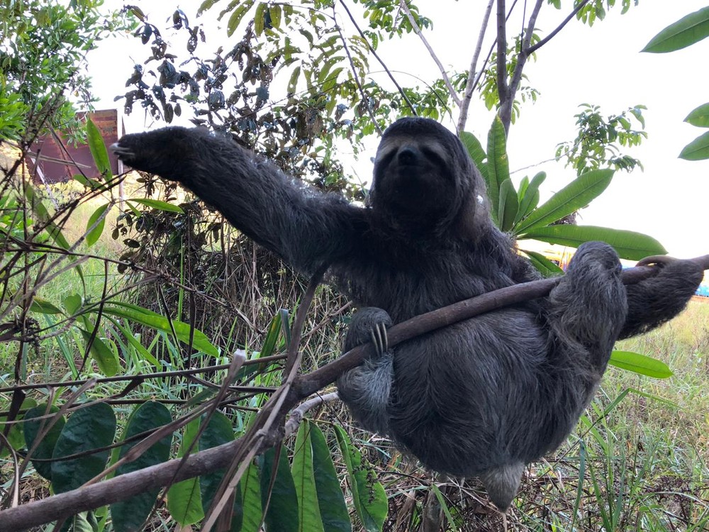 Bicho preguiça é resgatado ao tentar fugir de incêndio em Trancoso; chamas começaram há quatro dias