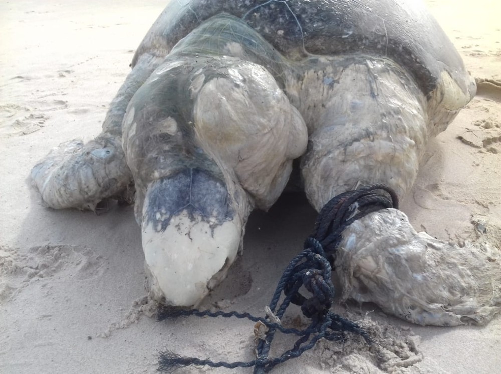 Tartaruga-verde é achada morta na praia do Bessa, em João Pessoa