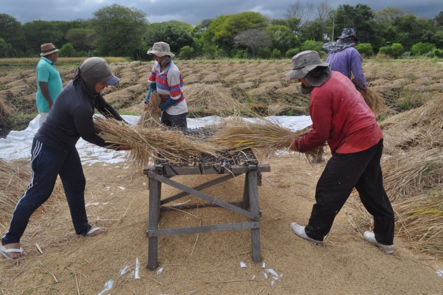 Produtores contemplados com o PROARA resgatam o cultivo do arroz em terras cratenses