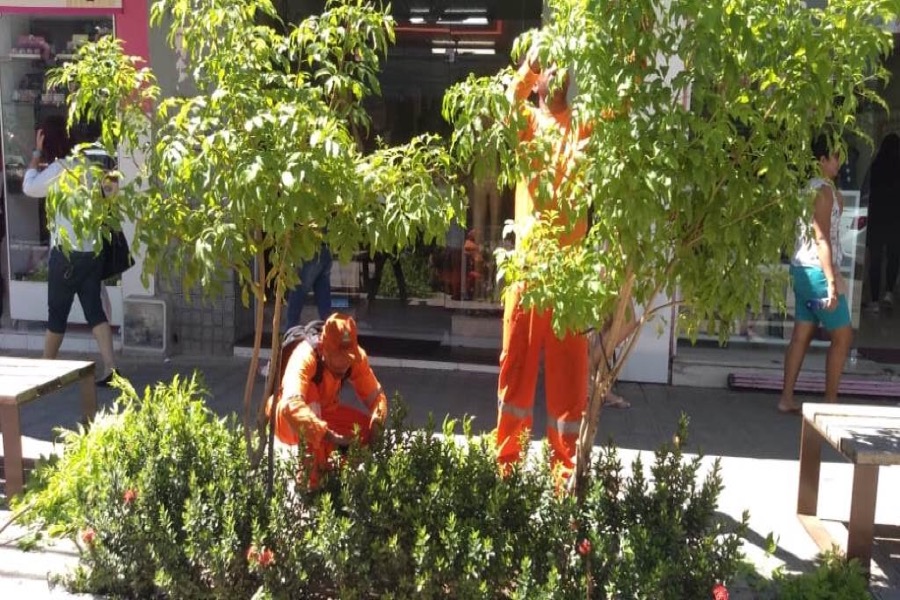 Prefeitura realiza poda de árvores em ruas do centro comercial do Crato