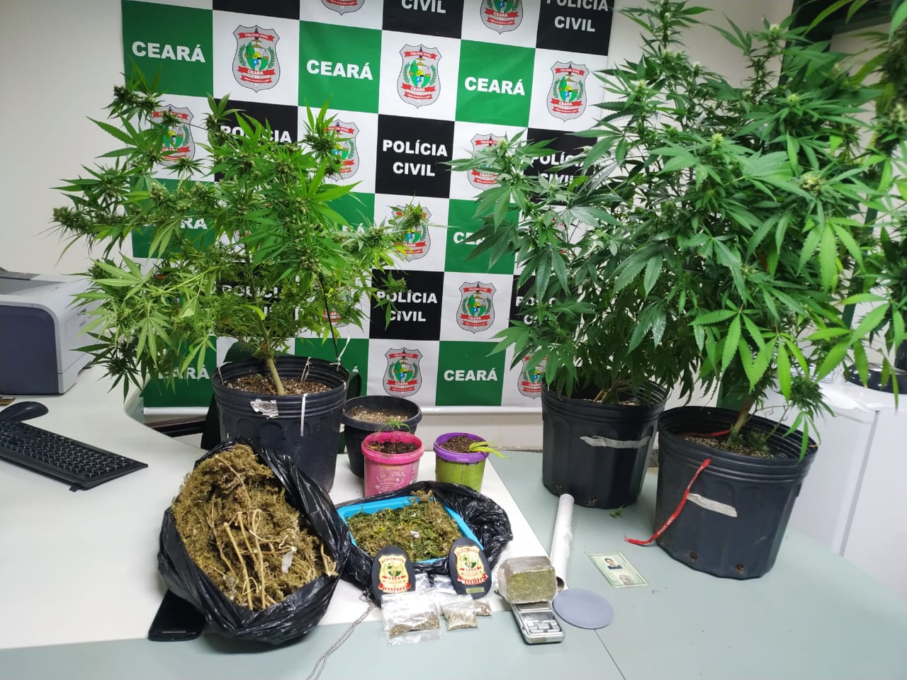 Polícia Civil descobre plantação de maconha em Crato e fecha boca de fumo em Juazeiro do Norte-CE