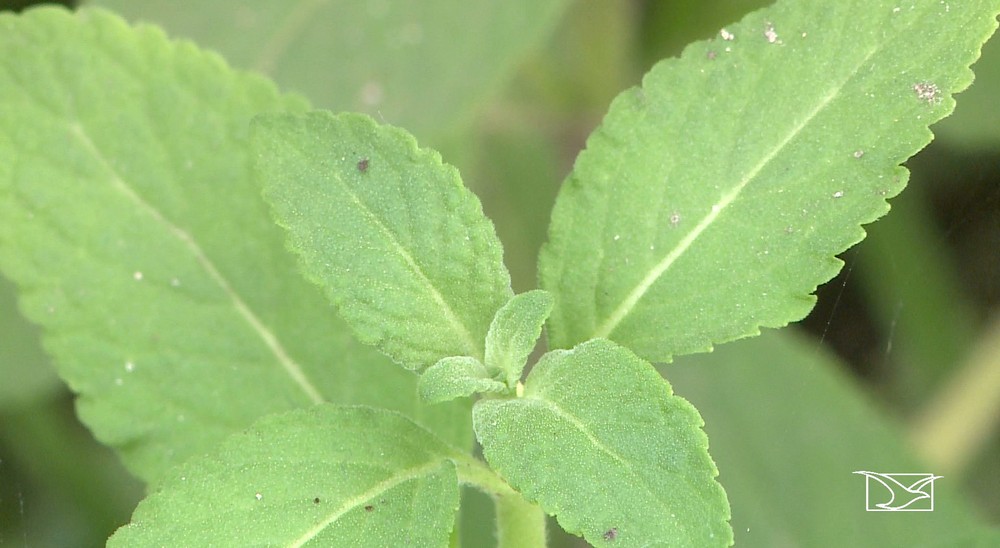 Pesquisador do Maranhão descobre planta capaz de combater o mosquito Aedes Aegypti