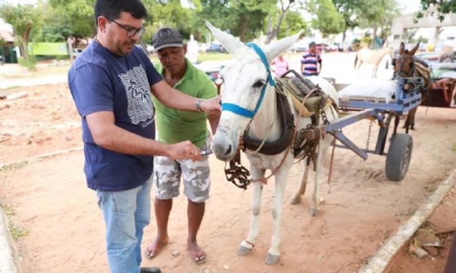 Semasp realiza vacinação de animais de tração de Juazeiro do Norte