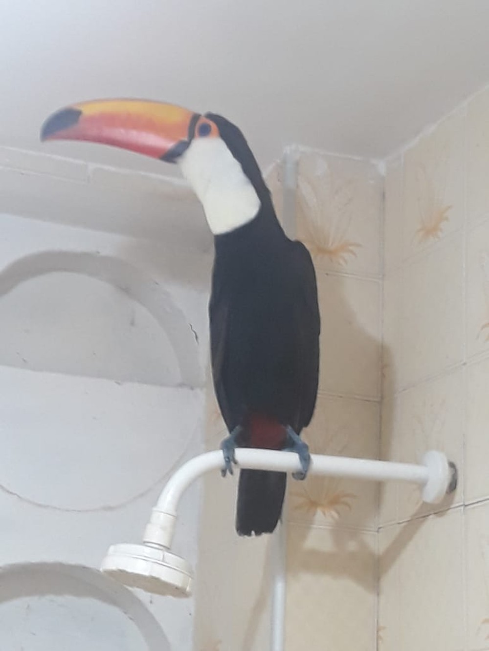 Tucano é encontrado dentro de banheiro de academia em Fortaleza