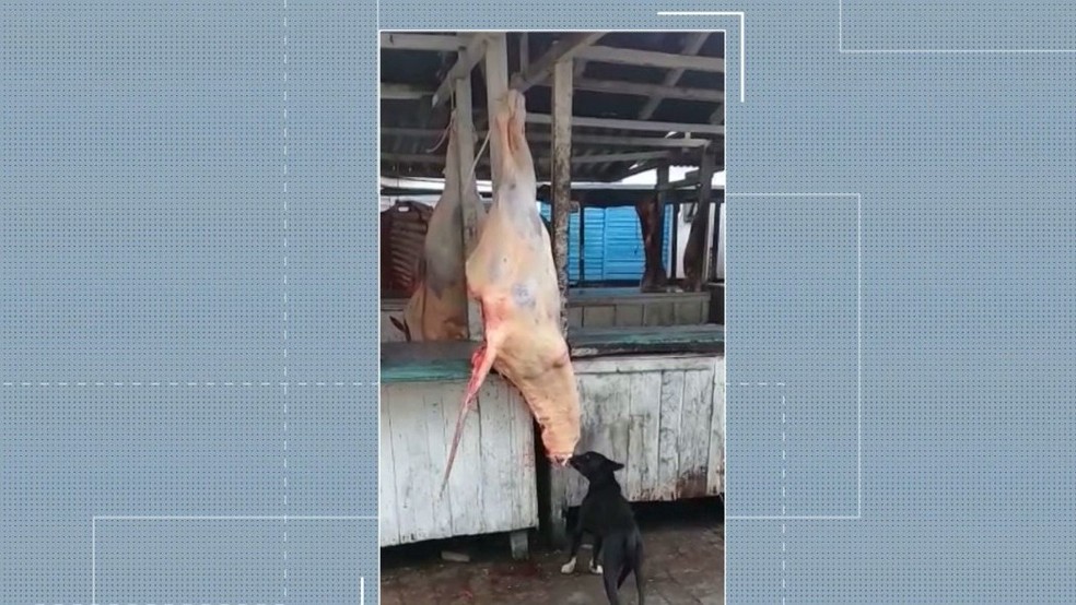 Imagens mostram cachorro mordendo carne exposta para venda em feira de Remígio, na PB