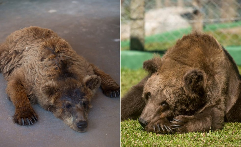 Ursa que ficou conhecida como ‘mais triste do mundo’ morre em santuário de animais em SP