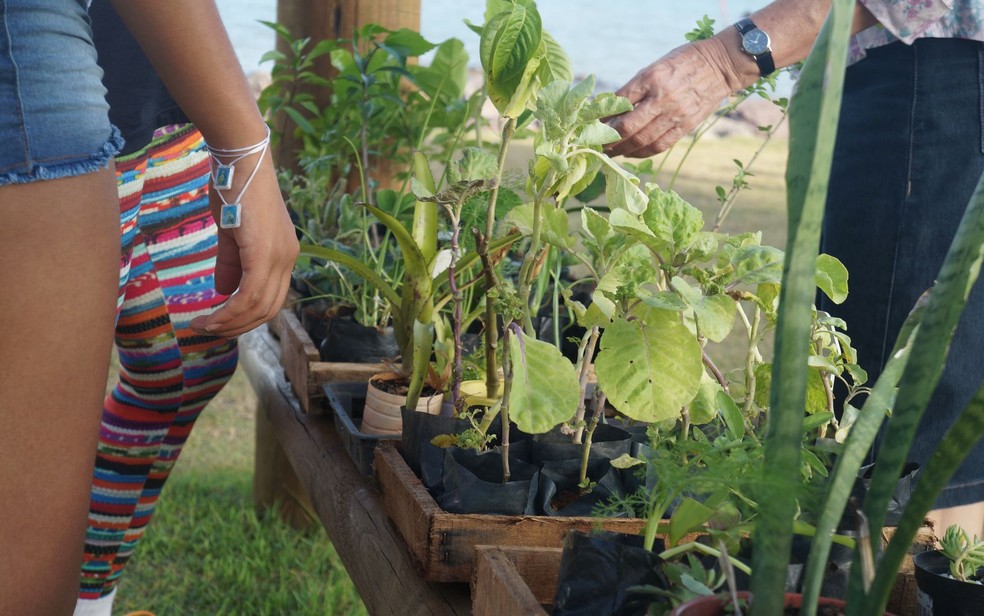 Feira em Aracaju troca objetos usados por mudas de plantas