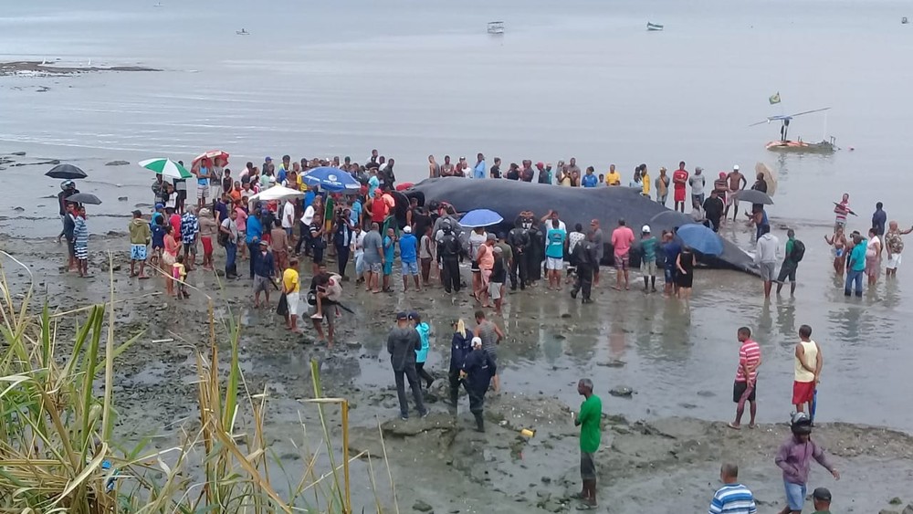 Morre baleia encontrada encalhada em praia de Salvador