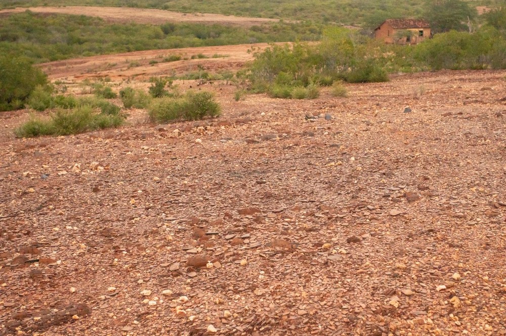 Desertificação atinge 13% do semiárido brasileiro e ameaça conservação da caatinga