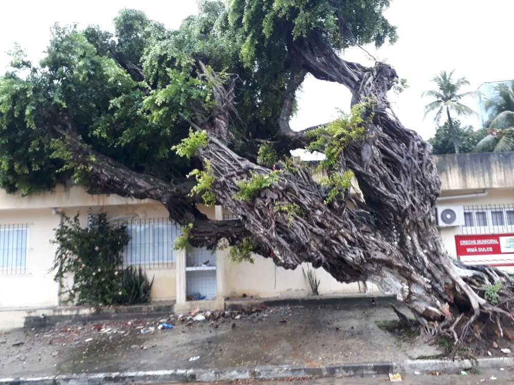 Dia de chuva tem alagamentos, ondas altas e queda de árvores no Grande Recife