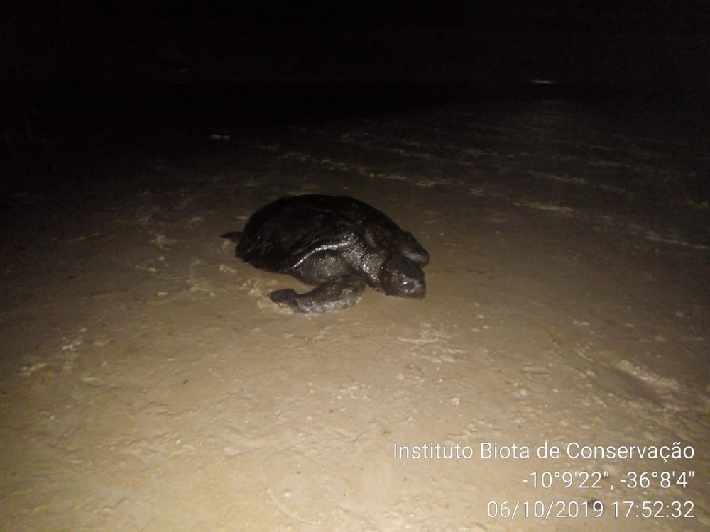 Tartaruga coberta por óleo é encontrada no Pontal de Coruripe, AL