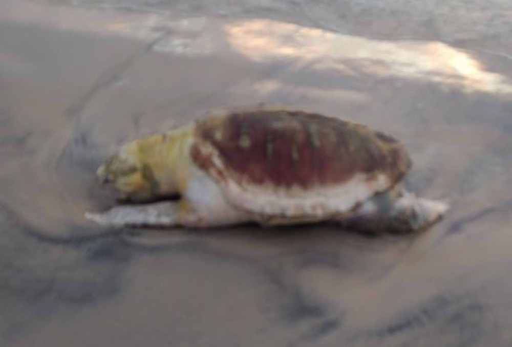 Tartaruga é encontrada morta em praia do sul da Bahia