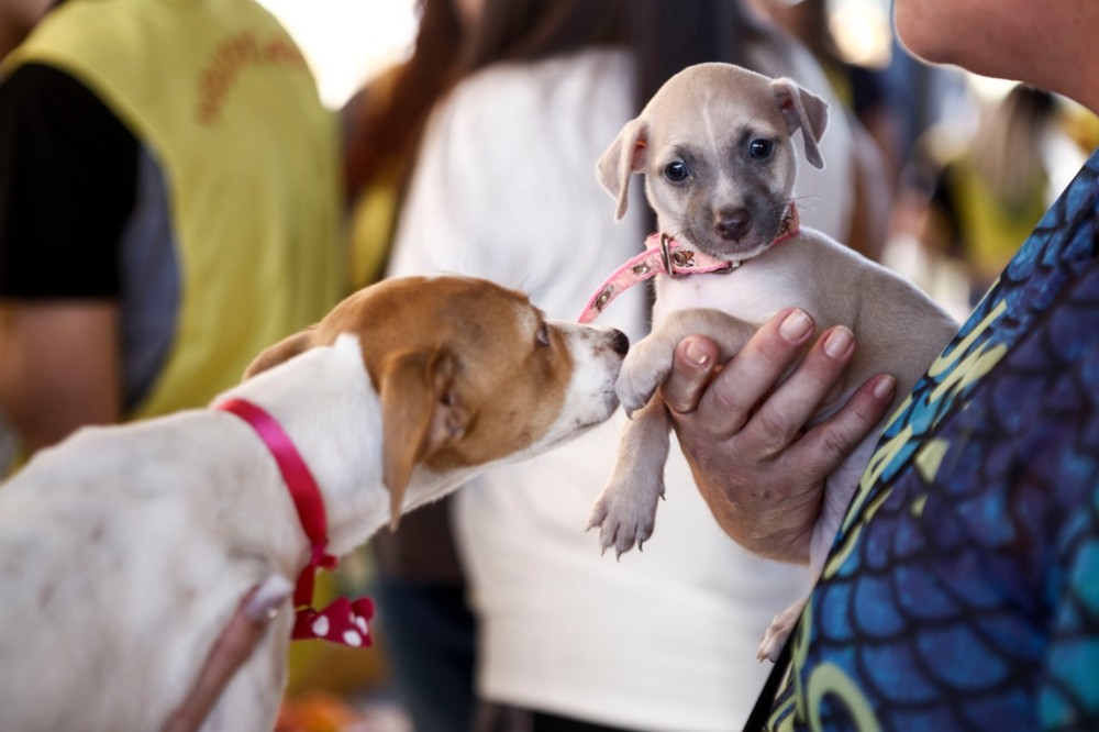 Cães e gatos de abrigos serão disponibilizados para adoção durante feira em Fortaleza