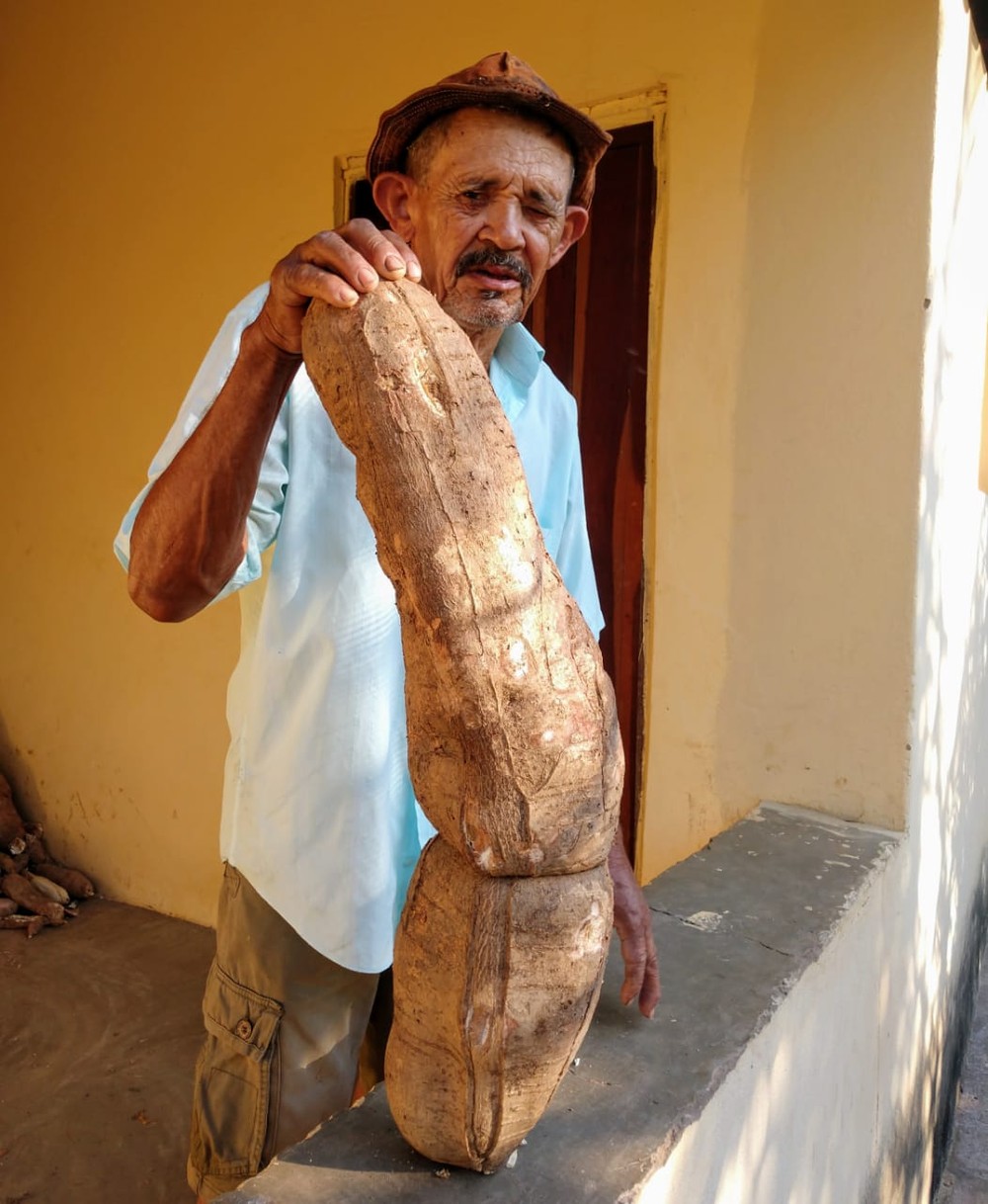 Agricultor famoso por plantações gigantes colhe mandioca de 14 kg e 80 cm no Piauí