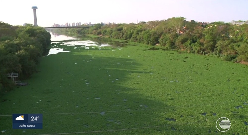 Aguapés cobrem Rio Poti, em Teresina, e ambientalista alerta sobre os impactos ambientais