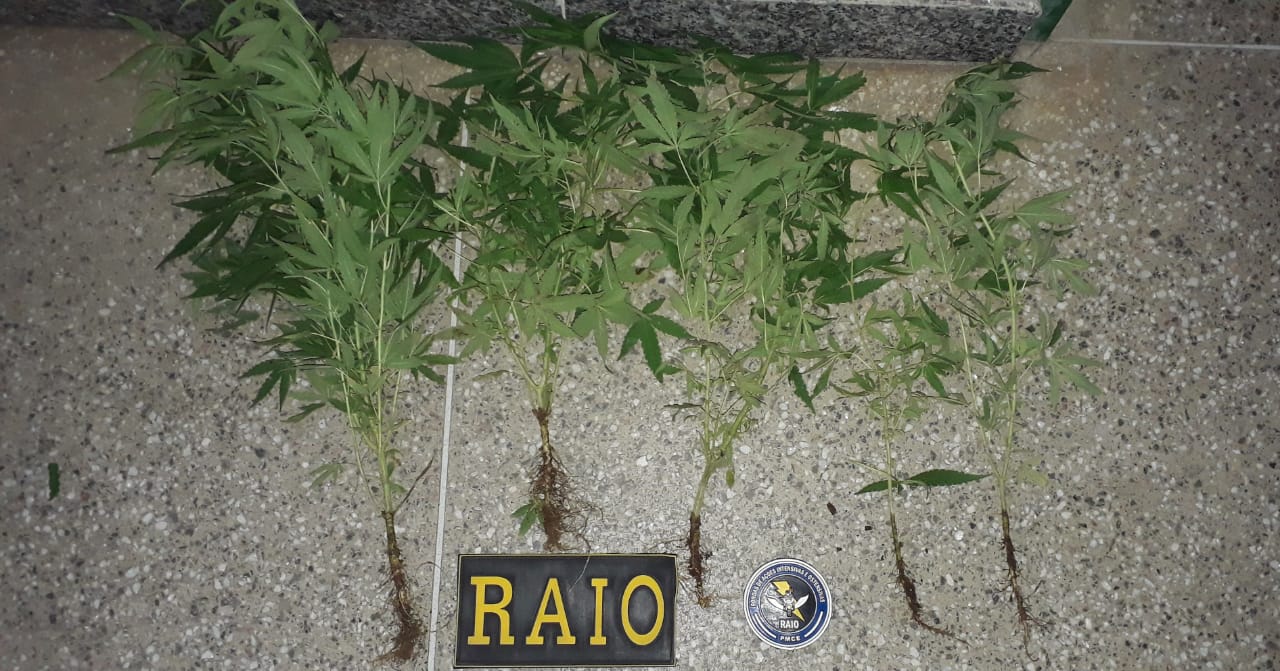 Crato: polícia prende jovem que cultivava maconha no quintal de sua casa