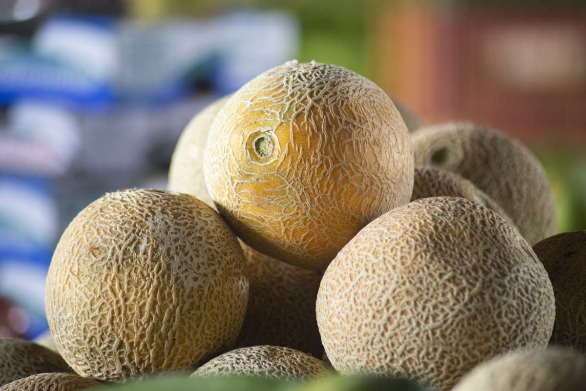 Compras internacionais de frutas cearenses crescem acima da expectativa dos produtores