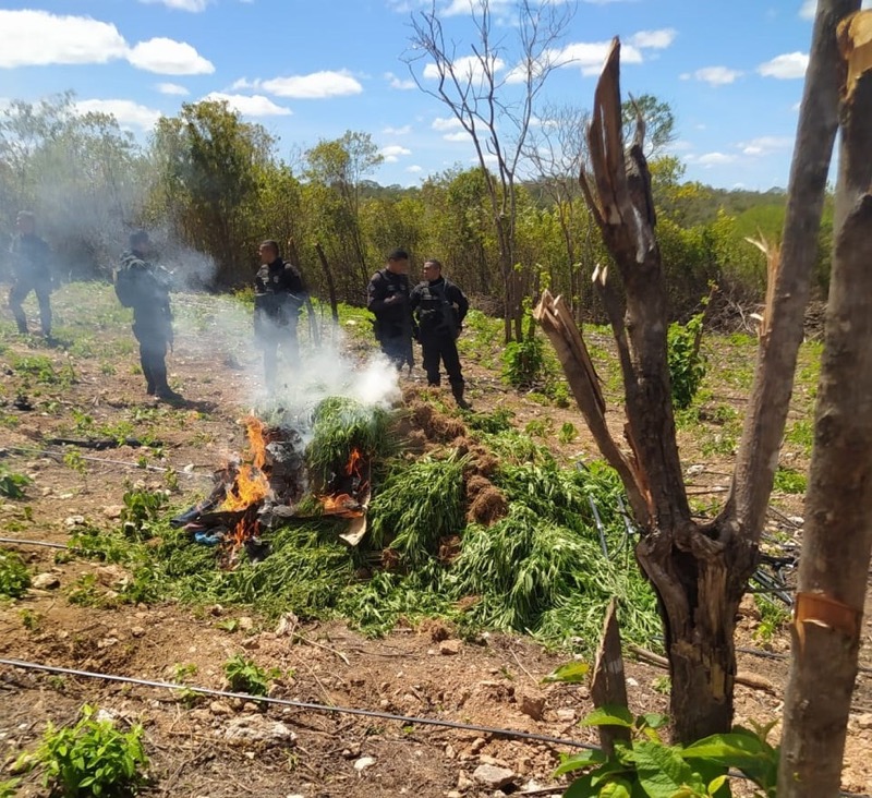 Polícia encontra 4,5 mil pés de maconha e destrói plantação ilegal em Porteiras-CE