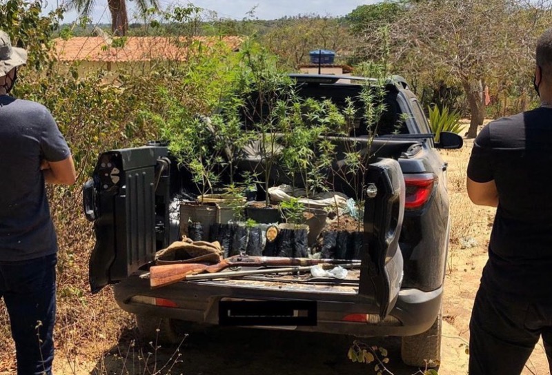 Jardim: homem é preso por manter plantação de maconha em casa