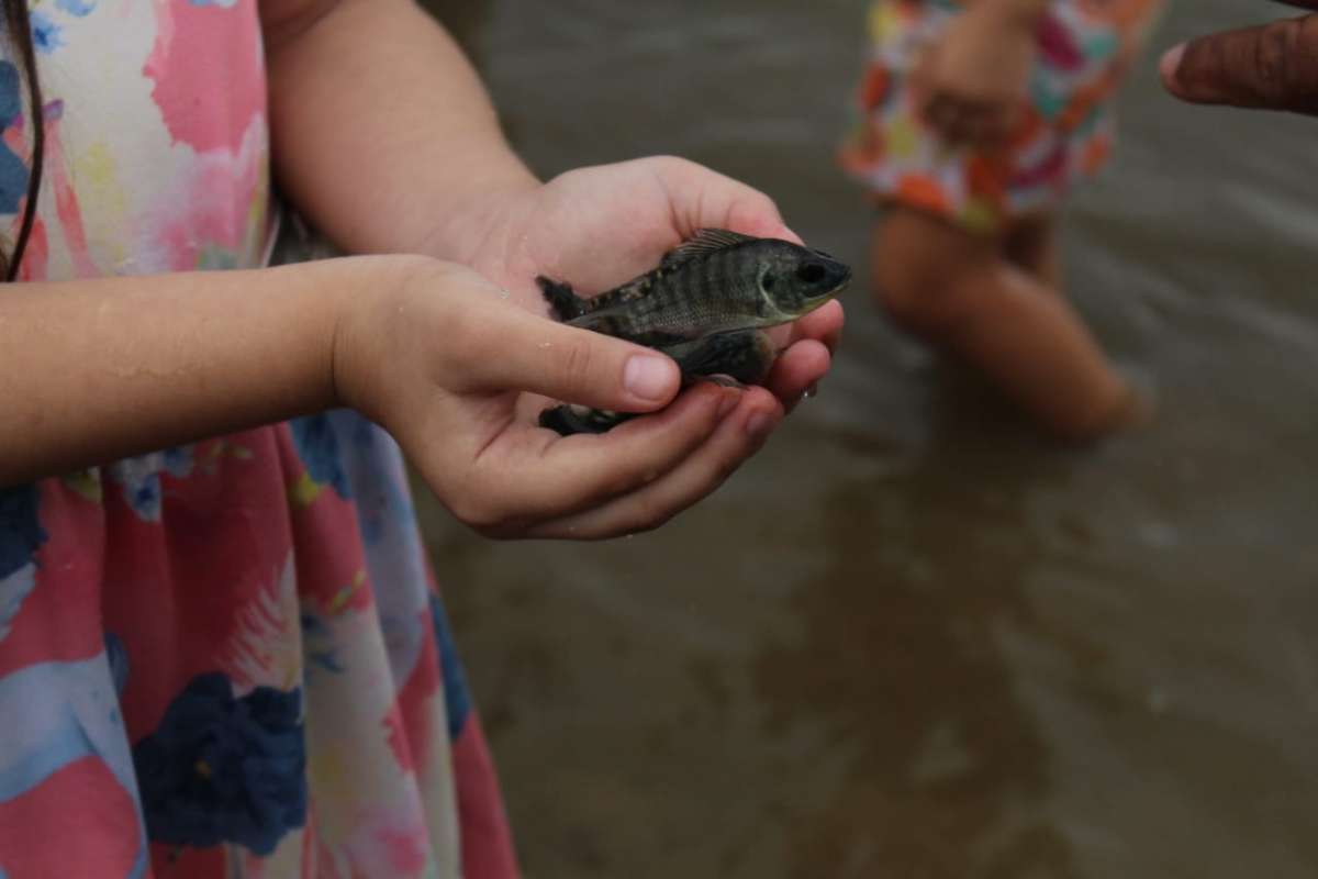 Peixamento realiza a entrega de 280 mil alevinos nesta semana