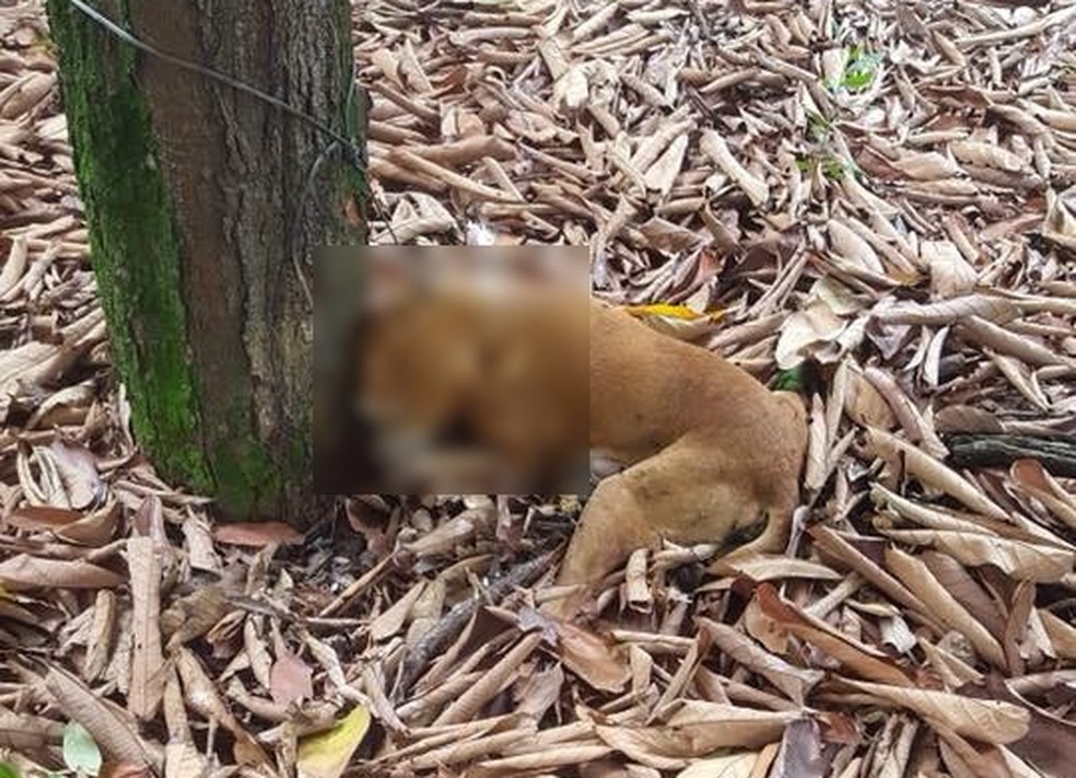 Homem mata cachorro a pauladas na cidade de Barbalha