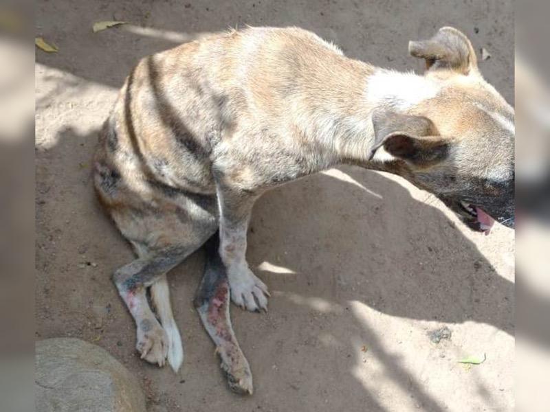 Assaré: Homem é preso após atropelar cadela propositalmente por conta de dívida da dona do animal