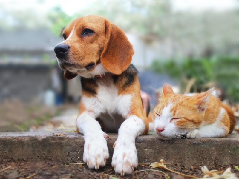 Mais de 2,3 milhões de cães e gatos devem ser vacinados contra raiva no Ceará