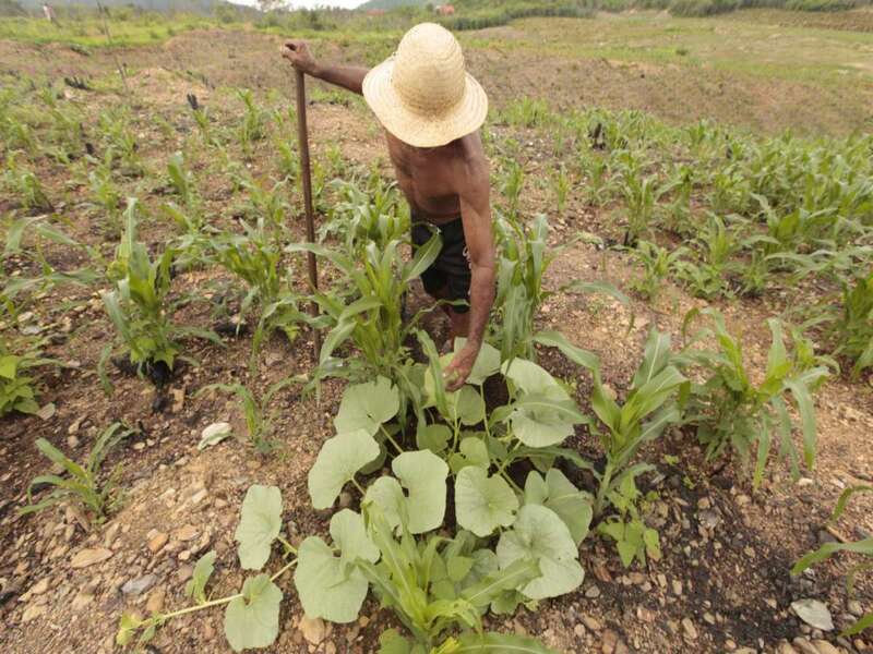 119 mil agricultores cearenses poderão acessar parcela única de R$850 do Garantia Safra