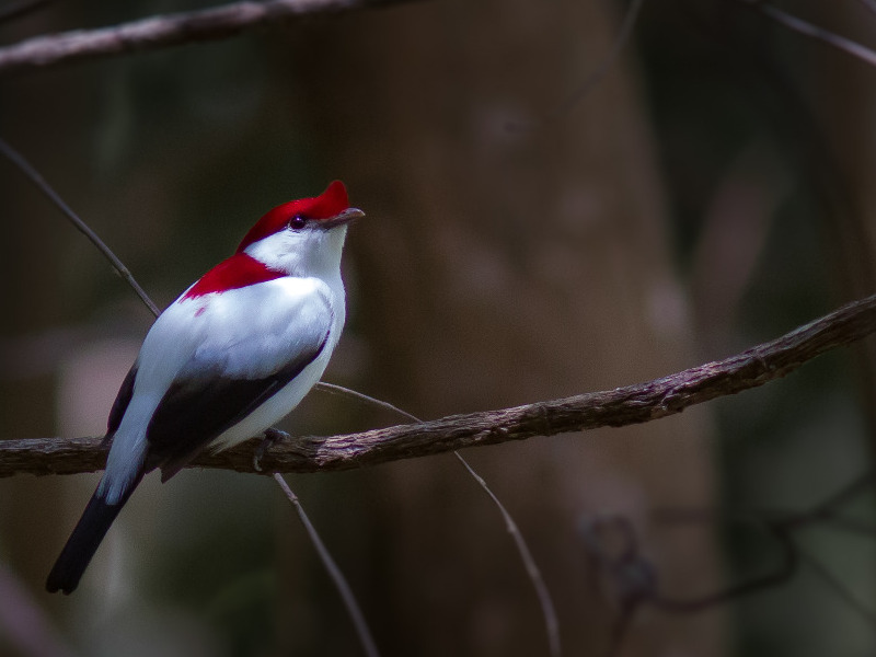 Descoberta do soldadinho-do-araripe completa 25 anos