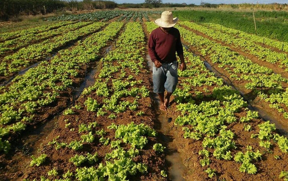 Agricultores de 113 cidades têm até dia 20 para pagar boleto de adesão ao Garantia Safra